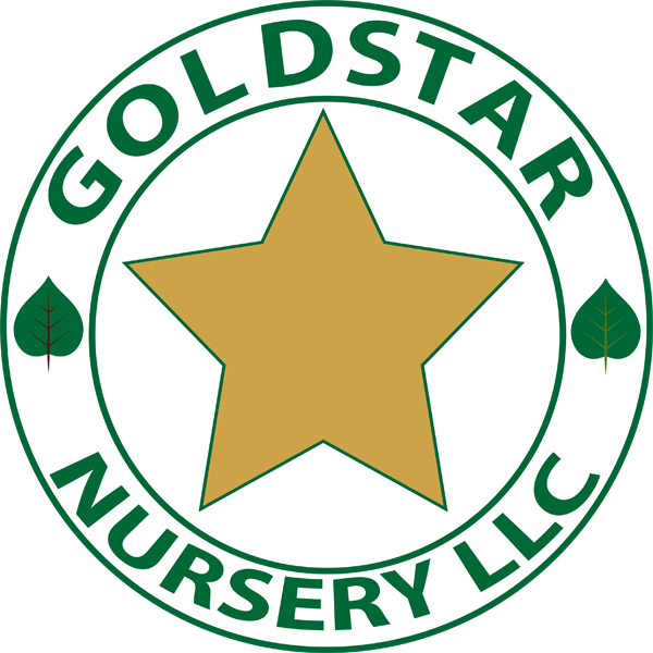 Gold Star Nursery